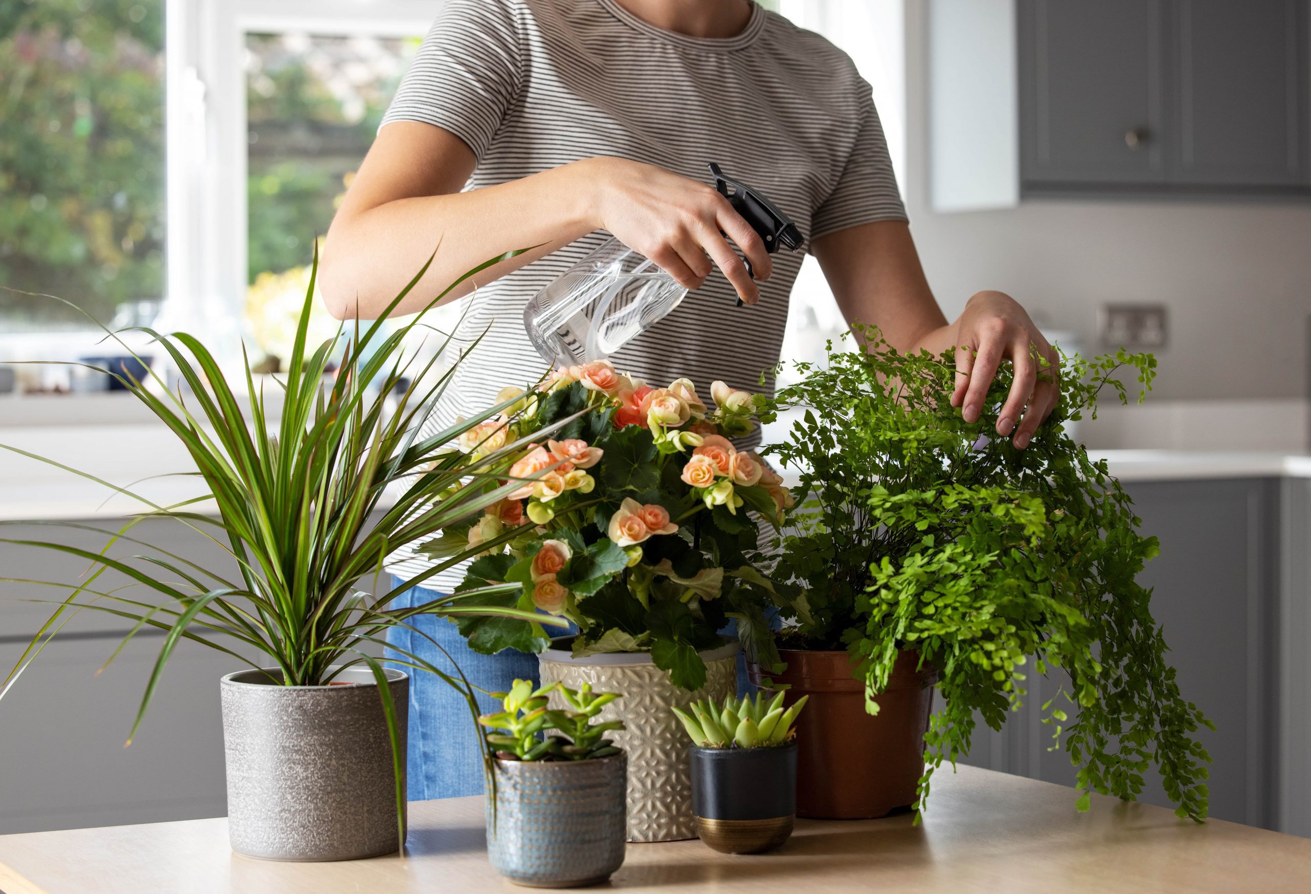 woman spraying houseplants with water bottle in the kitchen