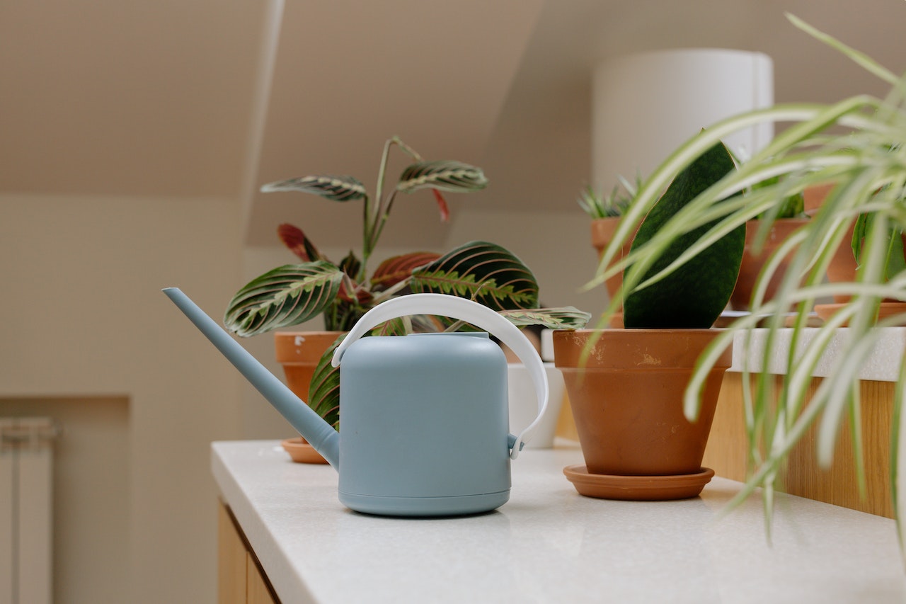 Indoor plants help improve indoor air quality